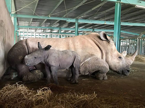 “Cô bé” tê giác sơ sinh có cân nặng hơn 60kg và đã bú mẹ chỉ sau 45 phút chào đời tại Vinpearl Safari