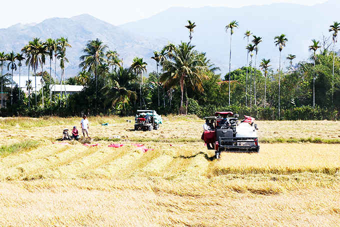 Nông dân xã Diên Hòa, huyện Diên Khánh thu hoạch lúa đông xuân.