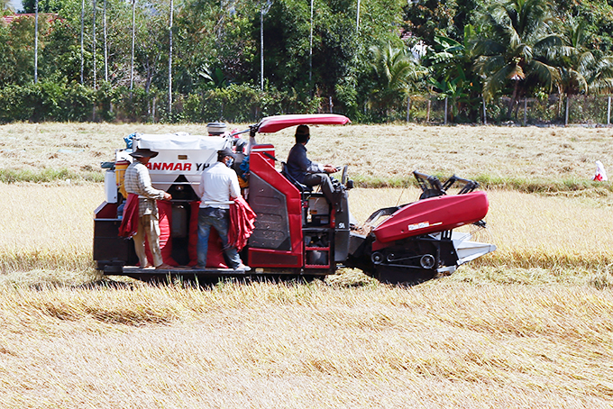 Nông dân Diên Khánh thu hoạch lúa đông xuân.