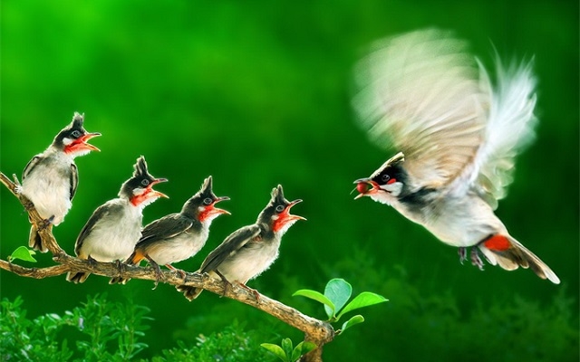 Việt Nam giành Huy chương vàng nhiếp ảnh quốc tế