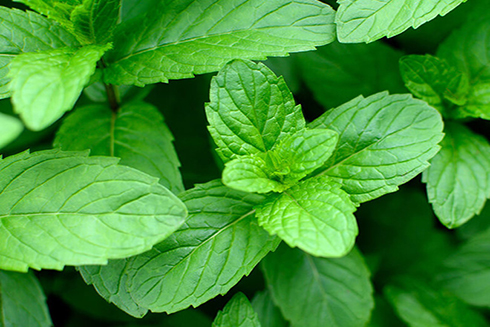 8 loại thảo mộc giúp tăng sức khỏe hệ hô hấp