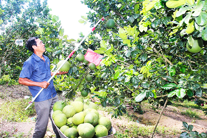 Xã Khánh Nam: Nhiều cựu chiến binh chuyển đổi cây trồng