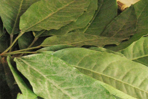 Cây lá đắng chữa đau vai gáy