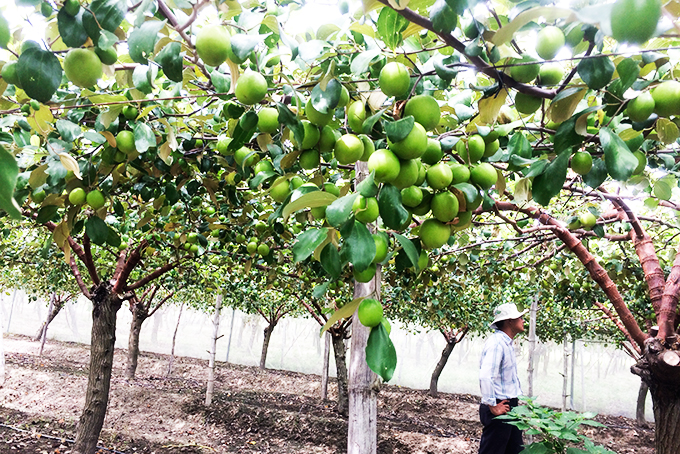Mô hình trồng táo theo tiêu chuẩn VietGAP tại xã Cam Thành Nam, TP. Cam Ranh.