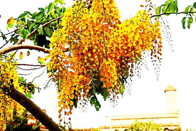 Phố vàng hoa hoàng yến