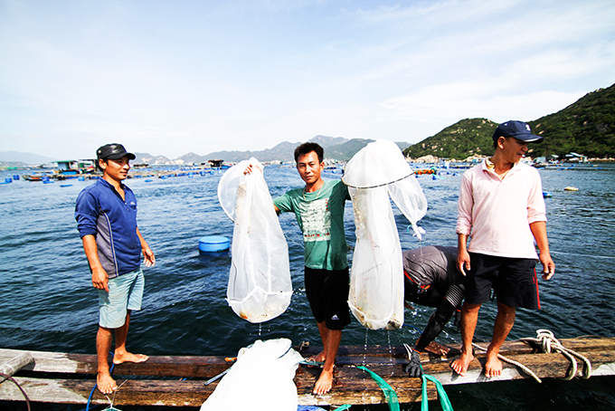 Ngư dân ở đảo Bình Ba thu hoạch tôm hùm.