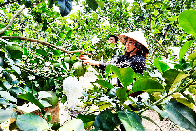 Khánh Vĩnh: Bưởi rớt giá