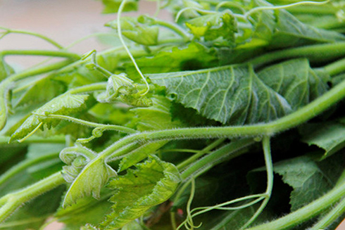 8 lợi ích tuyệt vời của rau bí mà bạn chưa biết