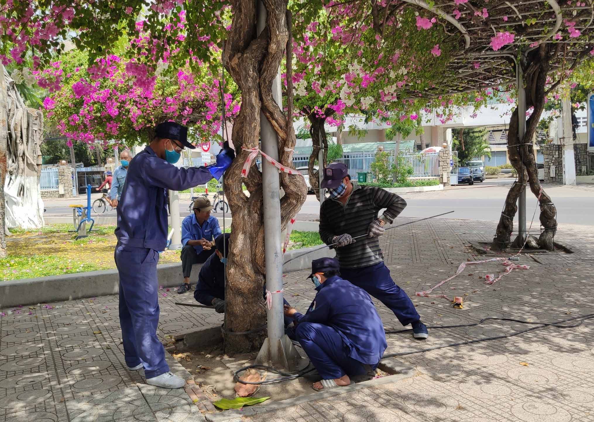 Lắp đặt khung sắt bảo vệ cây hoa giấy