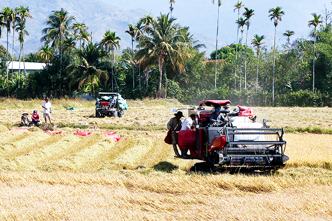 Hợp tác xã Nông nghiệp Diên Hòa tổ chức thu hoạch lúa cho xã viên.