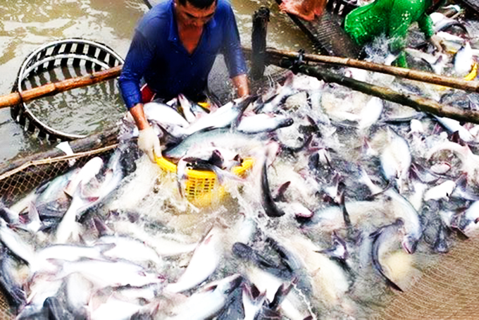 Thu hoạch cá tra vùng đồng bằng sông Cửu Long. (Ảnh minh họa)