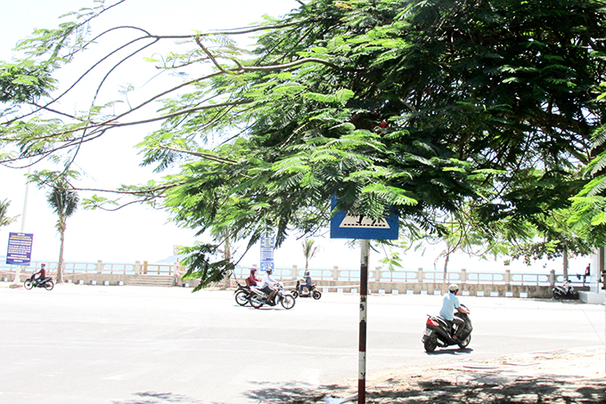 Biển báo giao thông bị tán cây che phủ