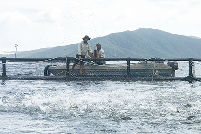 zzNuôi cá chim vây vàng quy mô công nghiệp tại trang trại của Viện Nghiên cứu Nuôi trồng thủy sản 1 trên vịnh Vân Phong.