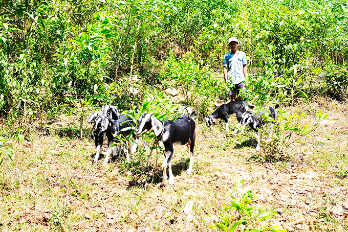 Mô hình chăn nuôi dê đang mang lại hiệu quả kinh tế cho gia đình ông Hà Nghiệp.