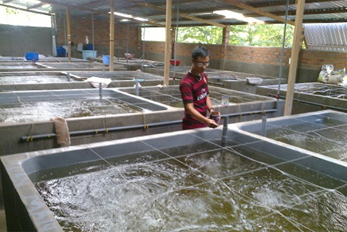 Artificial breed production and commercial farming of cobia and red drum