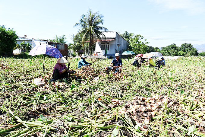 Thu hoạch sớm khoai sáp tại thôn Vinh Bình.