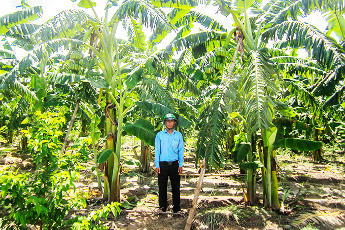  Một vườn chuối nuôi cấy mô tại huyện Cam Lâm.