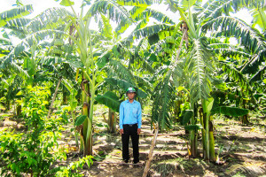Cam Lâm: Ứng dụng khoa học công nghệ vào sản xuất nông nghiệp