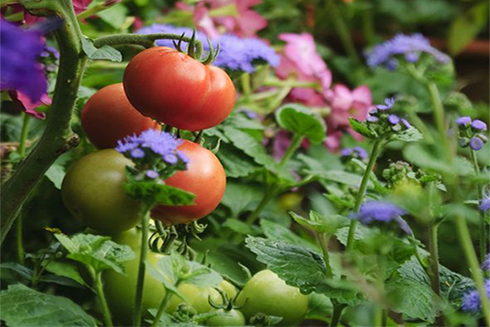 Lợi ích của trồng hoa xen kẽ trong vườn rau