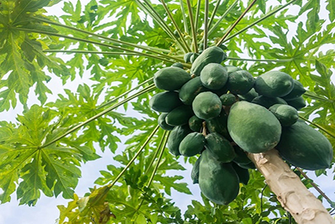 8 lợi ích bất ngờ của đu đủ sống mà bạn cần biết