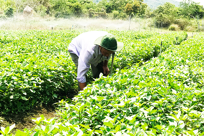Giải pháp loại nhiễm vi khuẩn gây bệnh, ký sinh trùng và nitrat tối ưu trên rau ăn sống