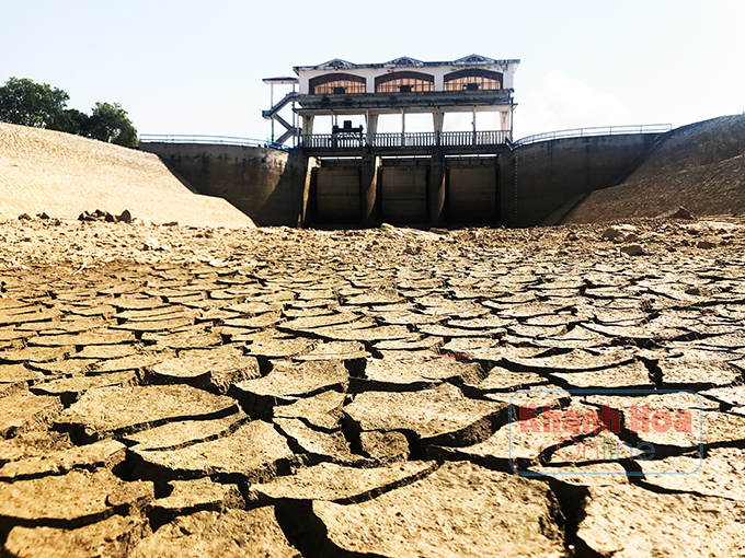 Quay quắt vì khô hạn