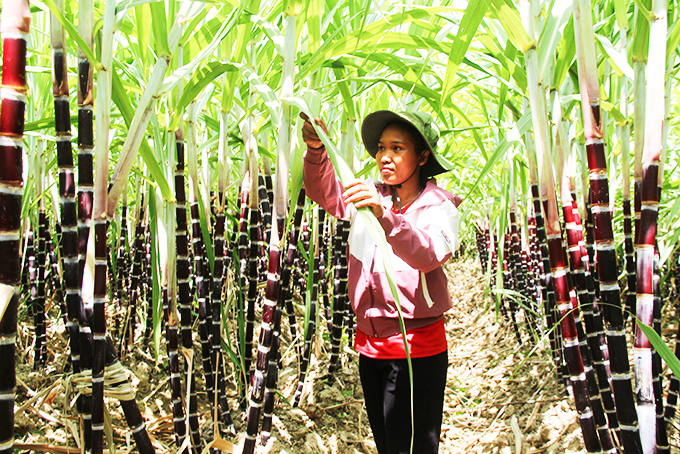 "Đóa hoa" của núi rừng ba cụm bắc