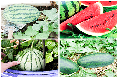 Hạt dưa hấu thanh nhiệt, trị tăng huyết áp