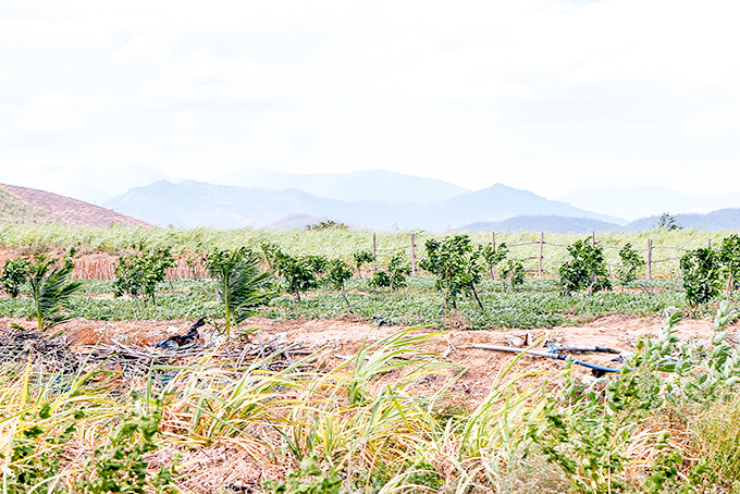 Một hộ dân ở xã Ninh Xuân, Ninh Hòa trồng bưởi da xanh  trên cánh đồng mía đường.