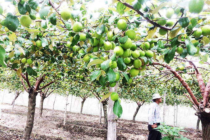 Một vườn táo Cam Thành Nam được trồng theo tiêu chuẩn VietGAP.