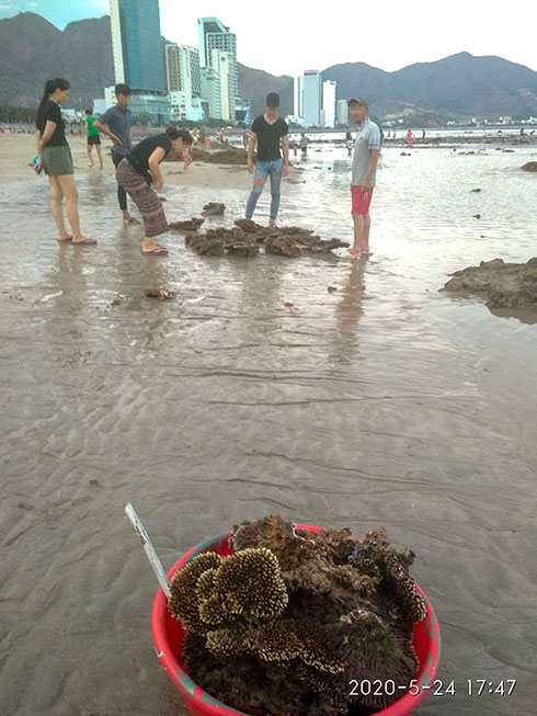 Cần tăng cường bảo vệ rạn san hô gần bờ