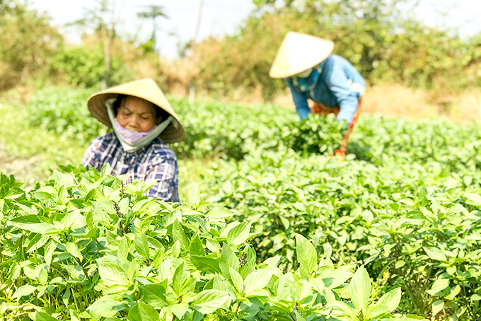 Một vườn rau húng quế tại Ninh Hòa.