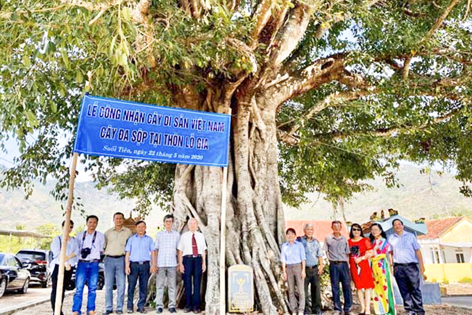 Cây đa sộp lá to (xã Suối Tiên, Diên Khánh) vừa được công nhận là cây di sản Việt Nam.
