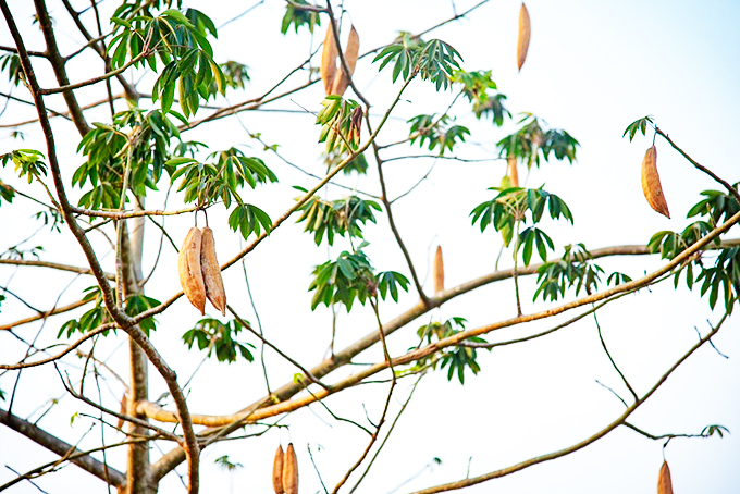 Hỏi ai còn nhớ quê xưa?