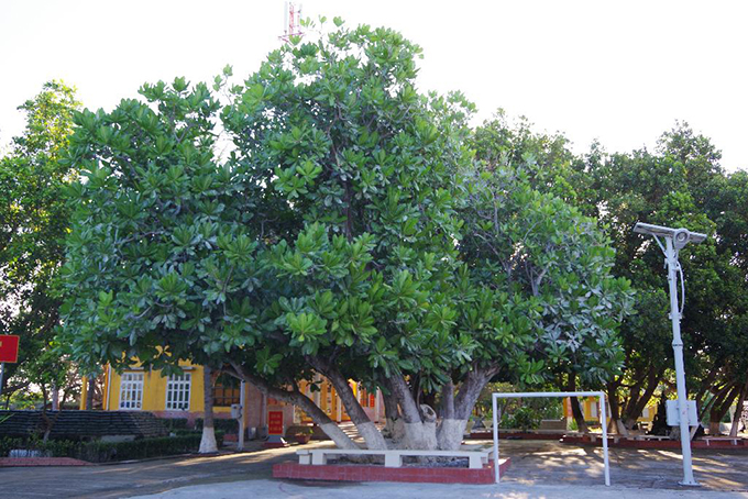 Công nhận 4 cây di sản ở Trường Sa