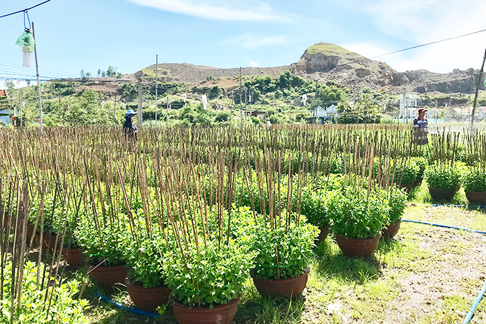 Xây dựng thương hiệu cho nông sản