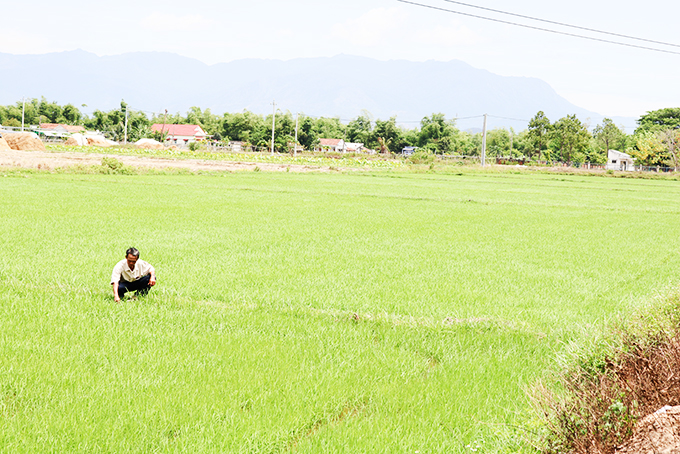 Sản xuất lúa thảo dược tại Hợp tác xã Nông nghiệp Ninh Đông.