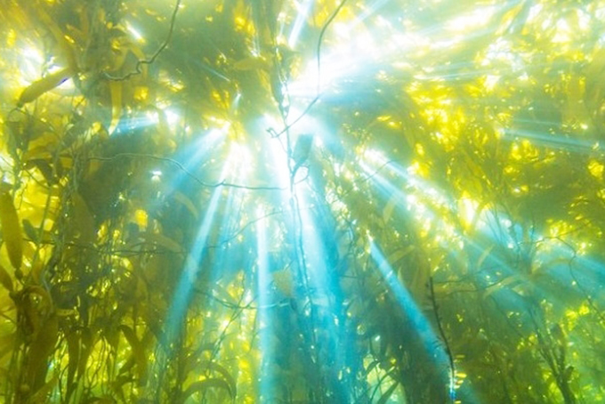 Tìm ra cách sử dụng thảm thực vật để sản xuất điện