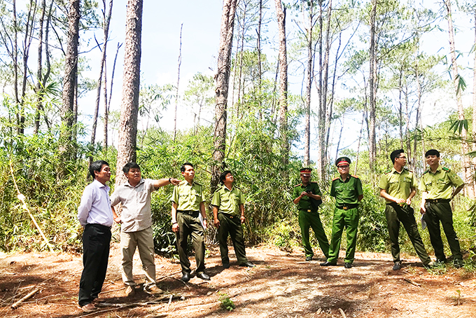Tăng cường quản lý, bảo vệ rừng