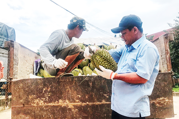 Khánh Sơn: Bắt đầu thu hoạch sầu riêng