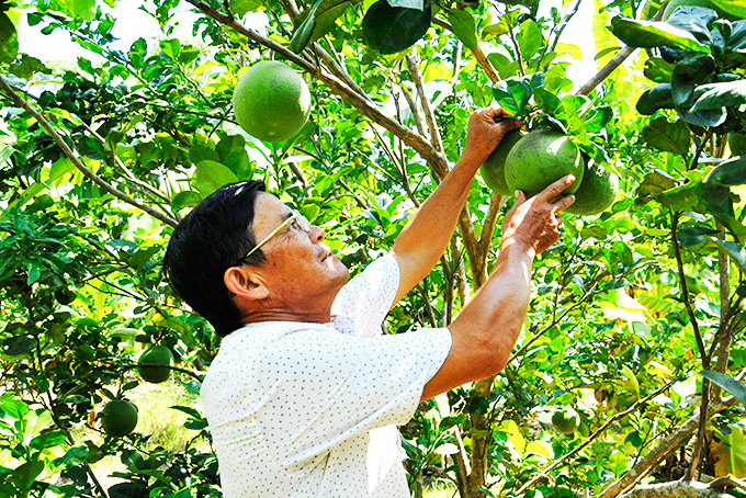 Khánh Vĩnh: Các mô hình kinh tế tập thể cần sự hỗ trợ