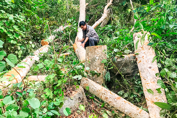 Phóng viên tác nghiệp tại hiện trường phá rừng căm xe Ninh Tây, thị xã Ninh Hòa. Ảnh: BÍCH LA