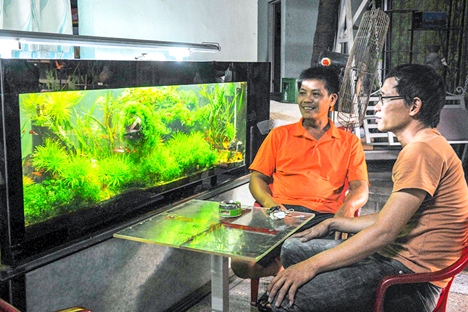 Thú chơi hồ thủy sinh