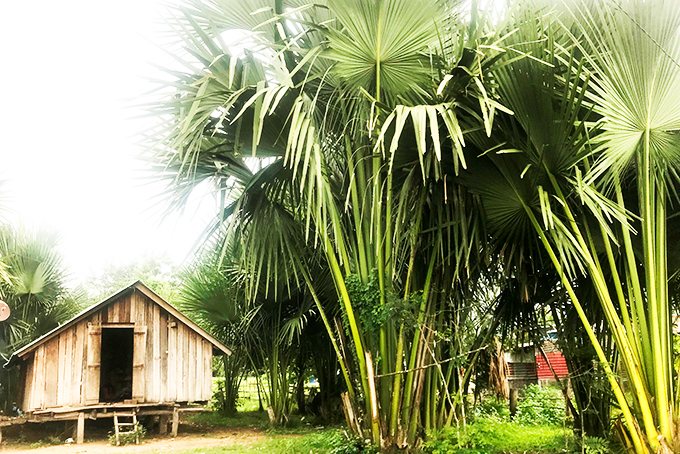 Thêm thu nhập từ cây buông