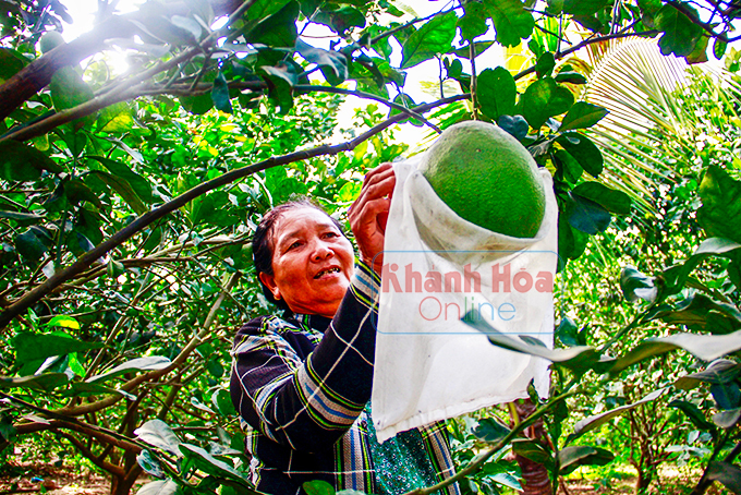 Hiện nay, gia đình chị Trần Thị Nở có hơn 100 gốc bưởi da xanh.
