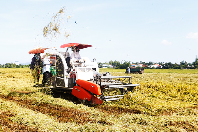 Nông dân xã Vĩnh Phương thu hoạch lúa.