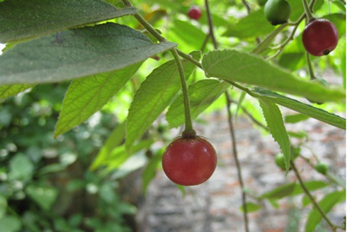 Công dụng ít biết của quả trứng cá mọi người thường bỏ đi