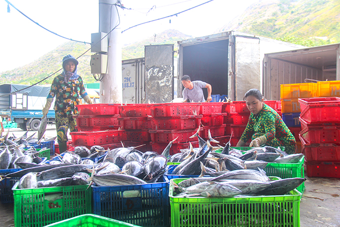 Hoạt động thu mua cá nguyên liệu tại cảng Hòn Rớ  thời gian qua khá ảm đạm.