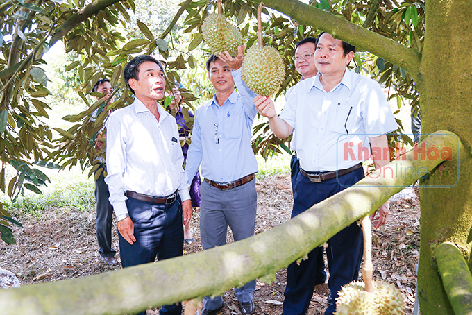 Lãnh đạo huyện Khánh Sơn, Sở Nông nghiệp và Phát triển nông thôn tìm hiểu, khảo sát tại một vườn sầu riêng ở Sơn Bình.