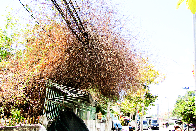 Cây khô bao phủ cáp viễn thông